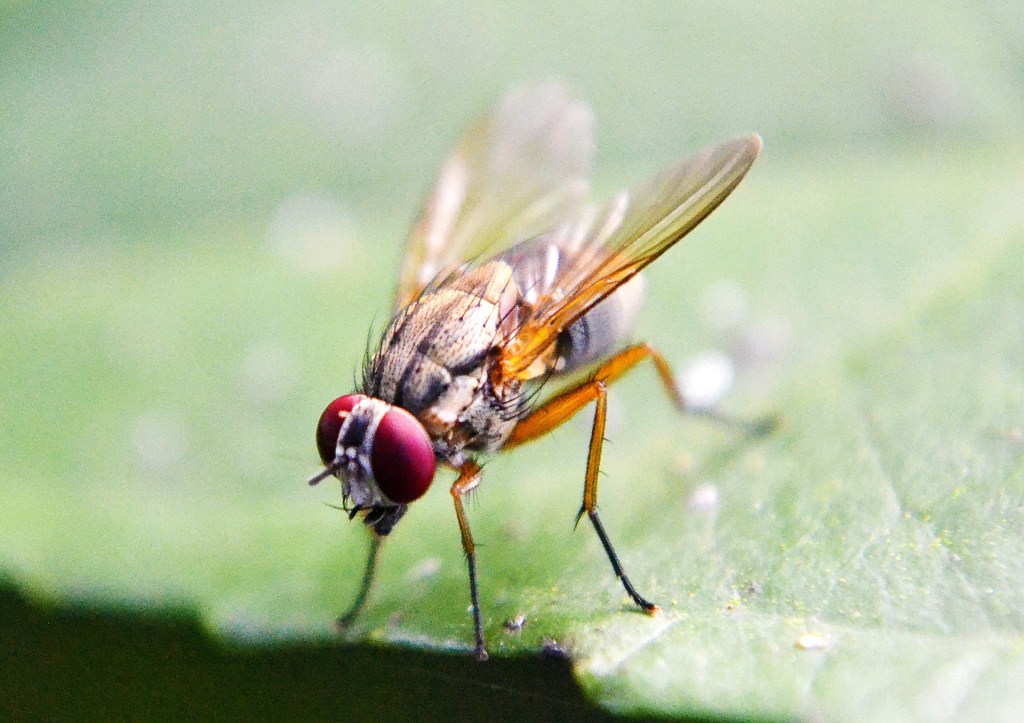 What can a simple fruit fly teach us about aging? (Bio&nbsp;Detectives)